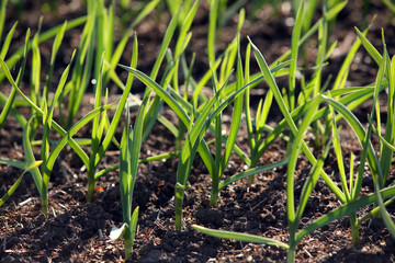young green shoots