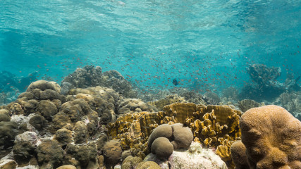 Seascape in shallow water of coral reef in Caribbean Sea / Curacao with fish, coral and sponge