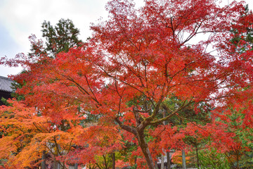南禅寺の紅葉