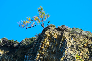arbol