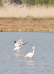 Envol de flamants roses
