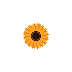 Vector illustration icon of beautiful sunflower with white background
