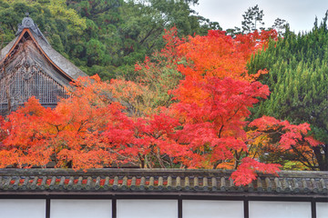 Obraz premium 南禅寺の紅葉