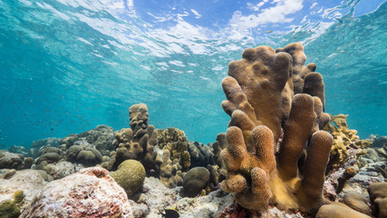 Seascape in shallow water of coral reef in the Caribbean Sea around Curacao with pillar coral