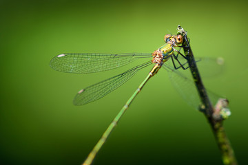 Willow emerald damselfly