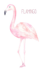 Cute Pink Flamingo Illustration