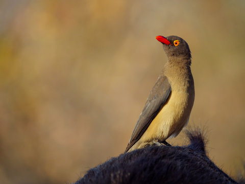 Cute red-billed oxpecker (Buphagus erythrorhynchus perched on an African buffalo or Cape buffalo (Syncerus caffer). Mpumalanga. South Africa.