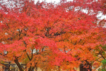 南禅寺の紅葉