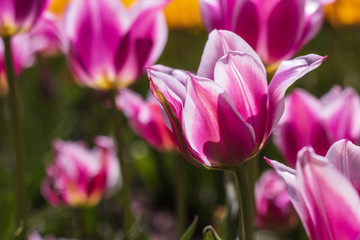 pink tulips on a Sunny day