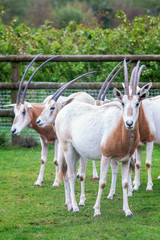 Naklejka na ściany i meble Oryx Scimitar antelopes