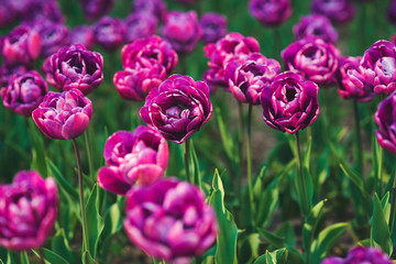 Beautiful pink tulips in flowerbed. Famous holland spring flower park. Amazing spring flowers.