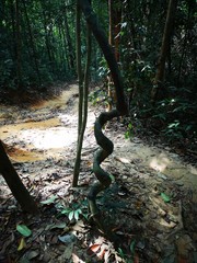 Ökotourismus - Dschungelwanderung Thailand
