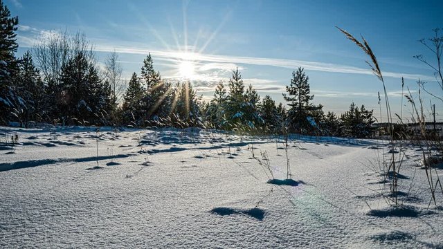 Snowfall in the winter in forest, Christmas evening with falling snow. in the christmas park, snow is falling. beautiful winter landscape. winter forest. Hyperlapse
