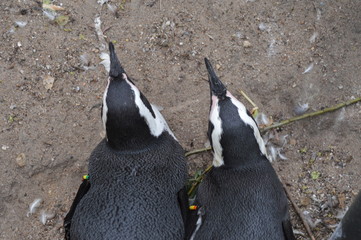 penguin in zoo