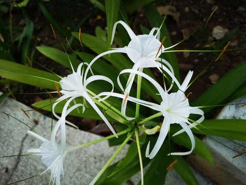 Zwiebel Hymenocallis Harrisiana – Schönhäutchen, Vanille Amaryllis | Kübelpflanze & Zimmerpflanze | Rarität Mit Vanilleduft