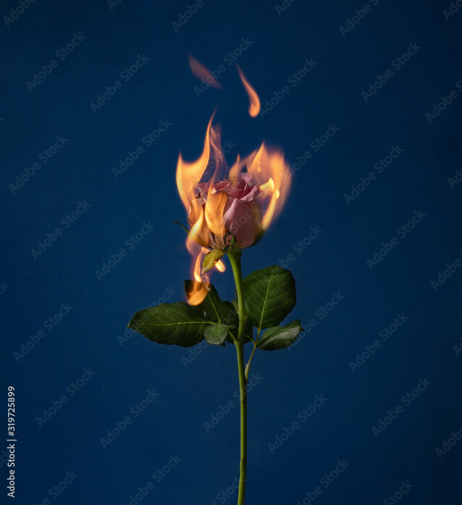 Poster flaming rose flower on blue background. love concept with flower and fire. creative nature valentine