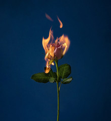 Flaming rose flower on blue background. Love concept with flower and fire. Creative nature...
