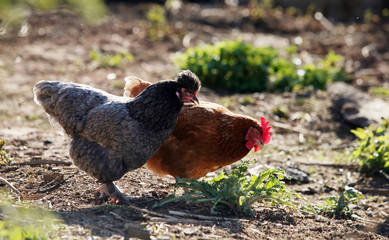 Chicken in the garden