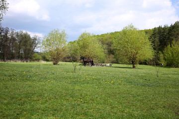 Spring rural landscape: a green meadow on which livestock, horse and cow graze.