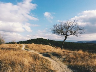 Obraz premium detached tree in the field and blue sky. Beautiful landspace view with dramatic sky and single tree. Single tree in the field. Single tree landscape.