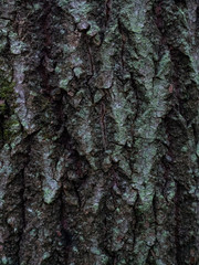 Colorful saturated bark of wood. The woody texture