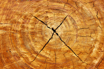 Cross pattern of wood texture