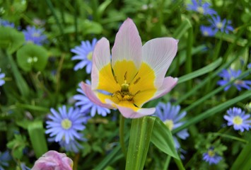Blush and yellow flower