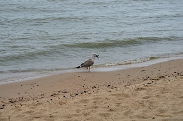 seagull on the beach