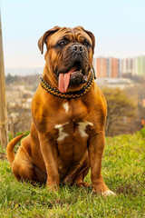 French mastiff with black mask