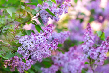 Obraz premium Lilac spring flowers bunch. Beautiful blooming violet lilac flower in a garden, closeup. Spring blossom