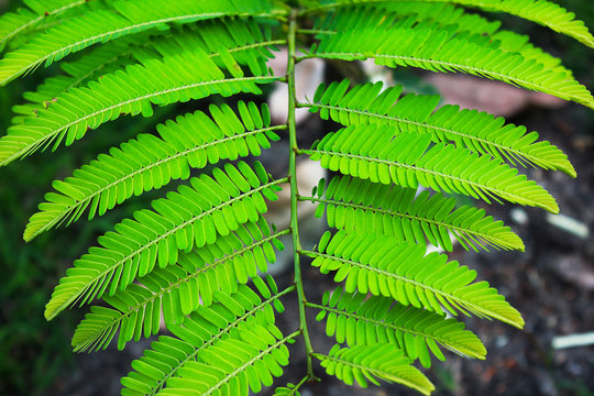 Light green pinnately compound leaves in a park