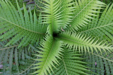 fern in the forest