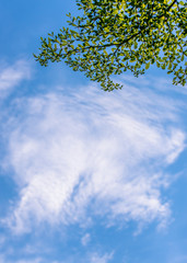Leaves on the backdrop of the blue sky and white clouds.