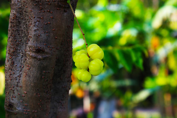 Yellow-green star gooseberry