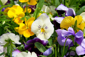 Pansies is blooming in meadow, closeup. Variety spring violas is growing in garden. Landscaping and decoration in springtime.