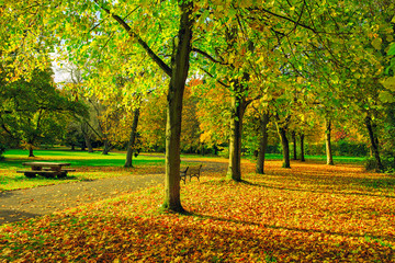 colorful Autum forest park,Northern Ireland