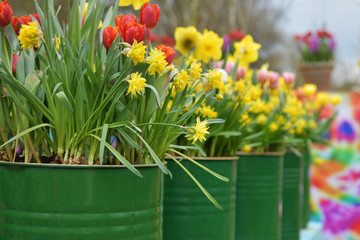 Tulips And Daffodils The Tin