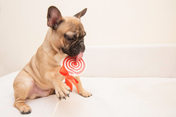 french bulldog on white background
