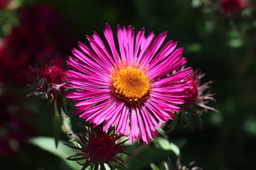 Obraz premium bright magenta flower with an orange centre that was in the garden 