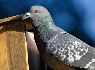 Portrait of wild feral pigeon in urban house garden.