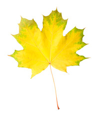 Green-yellow maple leaf isolated on white background