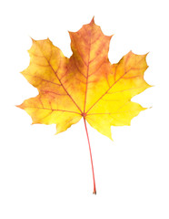 Orange-yellow maple leaf isolated on white background