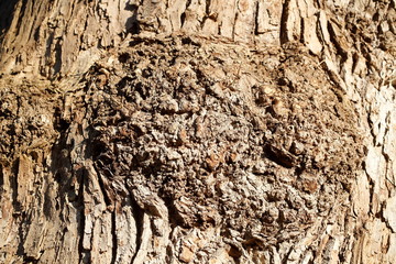 Holztextur, Hintergrundbild, braune Baumrinde
