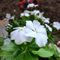 Lovely spring/summer flower in the garden