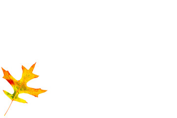 feuille arbre automne tableau planche support blanc minimalisme arrière plan graphique arrière-plan fond