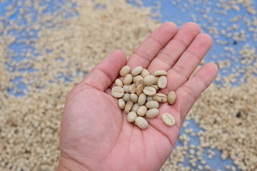 The coffee beans in the hands that are dried are the production processes before being coffee products for us to eat.