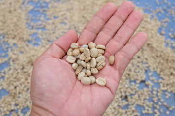 The coffee beans in the hands that are dried are the production processes before being coffee products for us to eat.