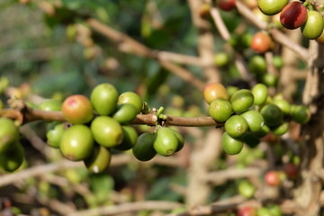 Coffee trees from northern Thailand, local coffee products export