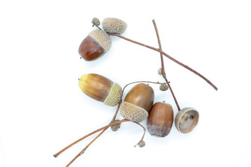 Beautiful acorns located on a white background