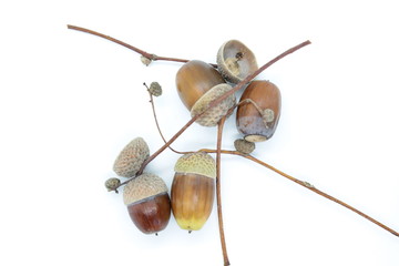 Beautiful acorns located on a white background